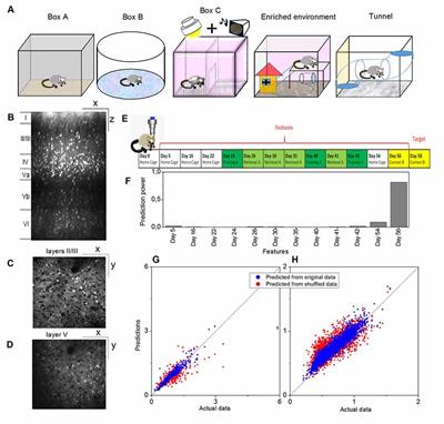 Multimodal Memory Components and Their Long-Term Dynamics Identified in Cortical Layers II/III but Not Layer V